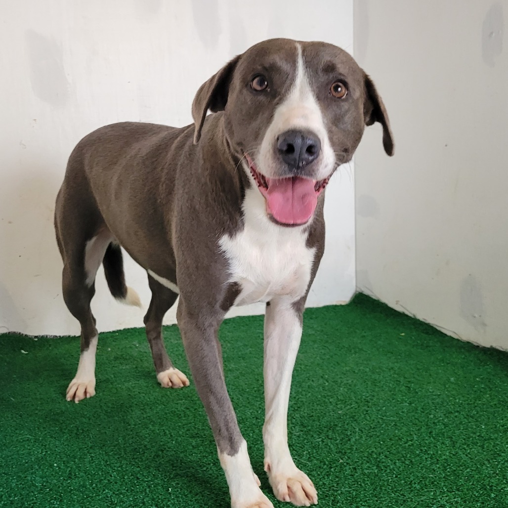 Precious, an adoptable Mixed Breed in Boaz, AL, 35957 | Photo Image 1