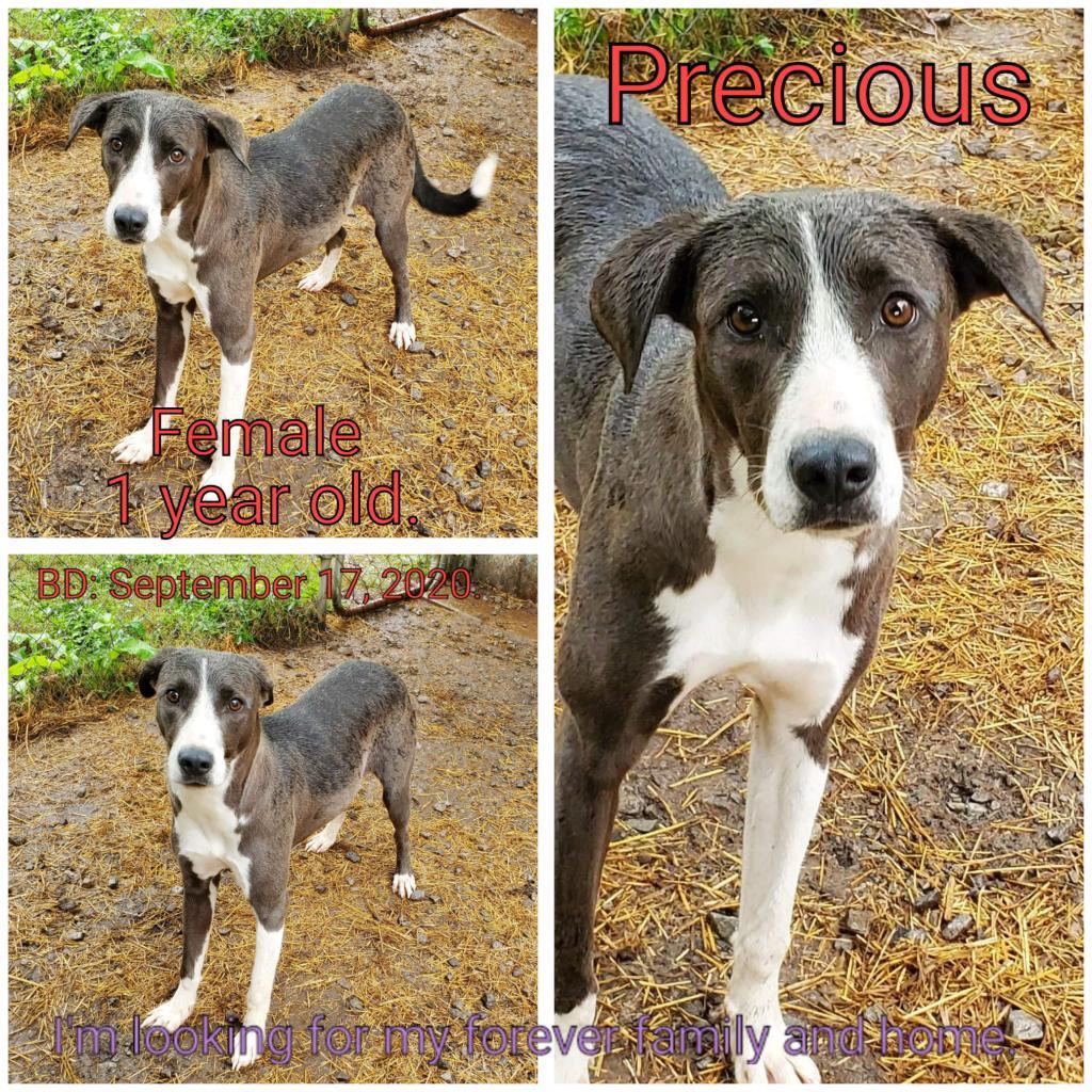 Precious, an adoptable Mixed Breed in Boaz, AL, 35957 | Photo Image 3