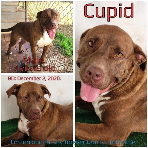 Cupid, an adoptable Mixed Breed in Boaz, AL, 35957 | Photo Image 1