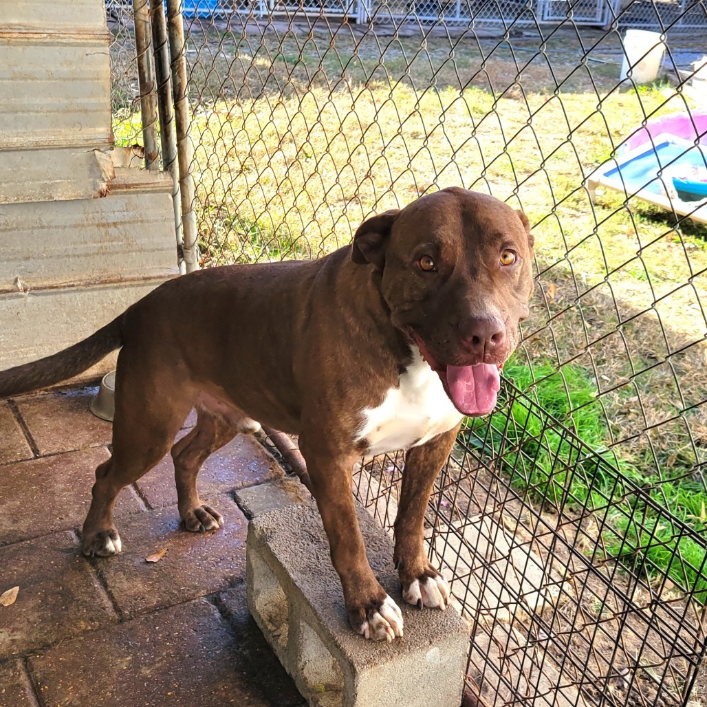 Cupid, an adoptable Mixed Breed in Boaz, AL, 35957 | Photo Image 1