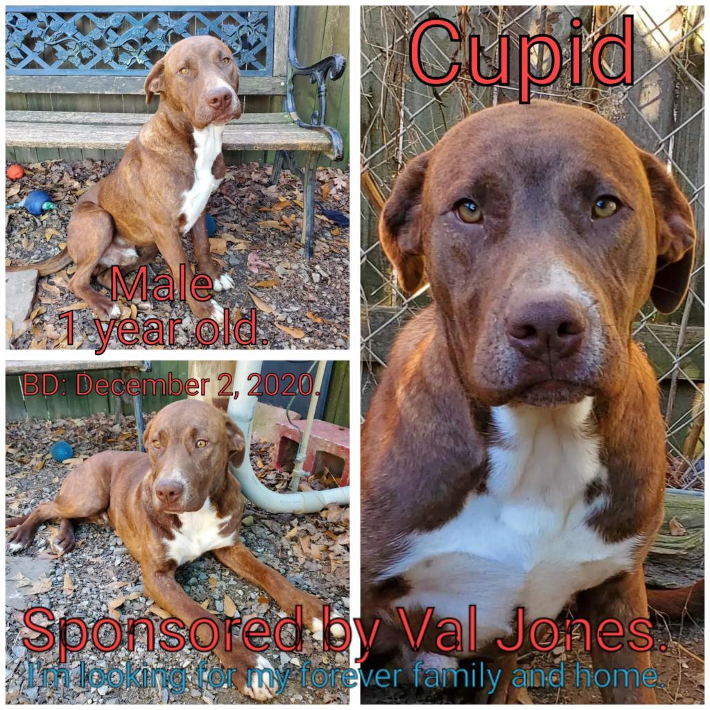 Cupid, an adoptable Mixed Breed in Boaz, AL, 35957 | Photo Image 3