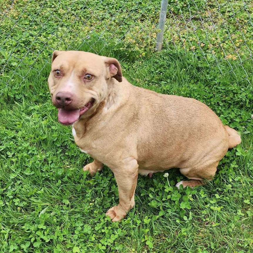 Madre, an adoptable Mixed Breed in Boaz, AL, 35957 | Photo Image 1
