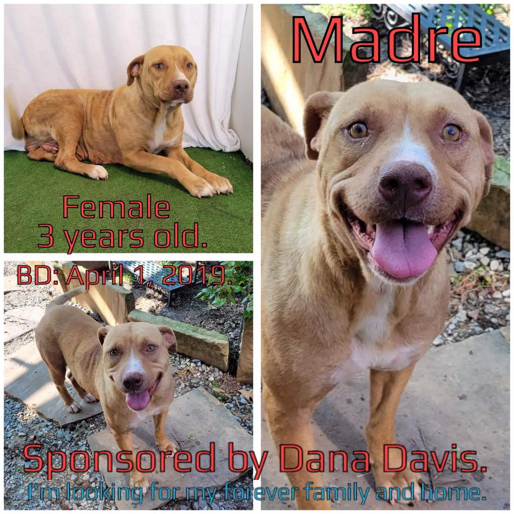Madre, an adoptable Mixed Breed in Boaz, AL, 35957 | Photo Image 2
