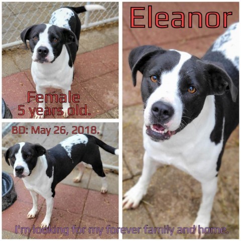 Eleanor, an adoptable Mixed Breed in Boaz, AL, 35957 | Photo Image 1