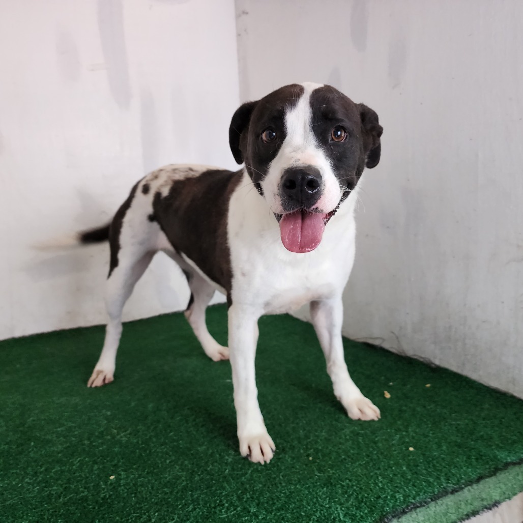 Eleanor, an adoptable Mixed Breed in Boaz, AL, 35957 | Photo Image 1
