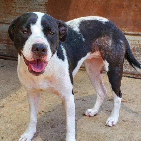 Eleanor, an adoptable Mixed Breed in Boaz, AL, 35957 | Photo Image 4