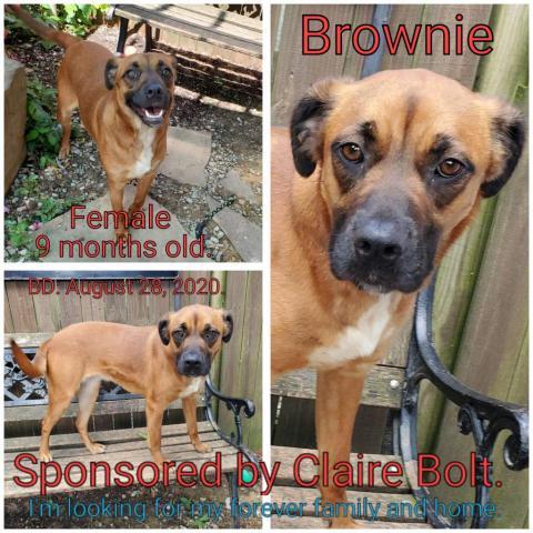 Brownie, an adoptable Mixed Breed in Boaz, AL, 35957 | Photo Image 1