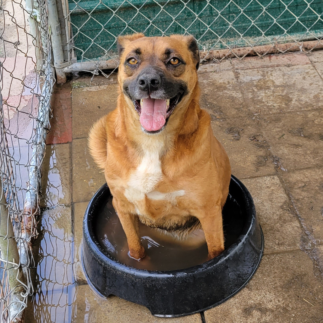 Brownie, an adoptable Mixed Breed in Boaz, AL, 35957 | Photo Image 1