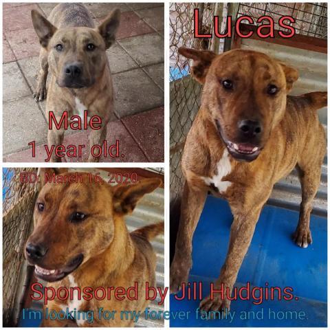 Lucas, an adoptable Mixed Breed in Boaz, AL, 35957 | Photo Image 1