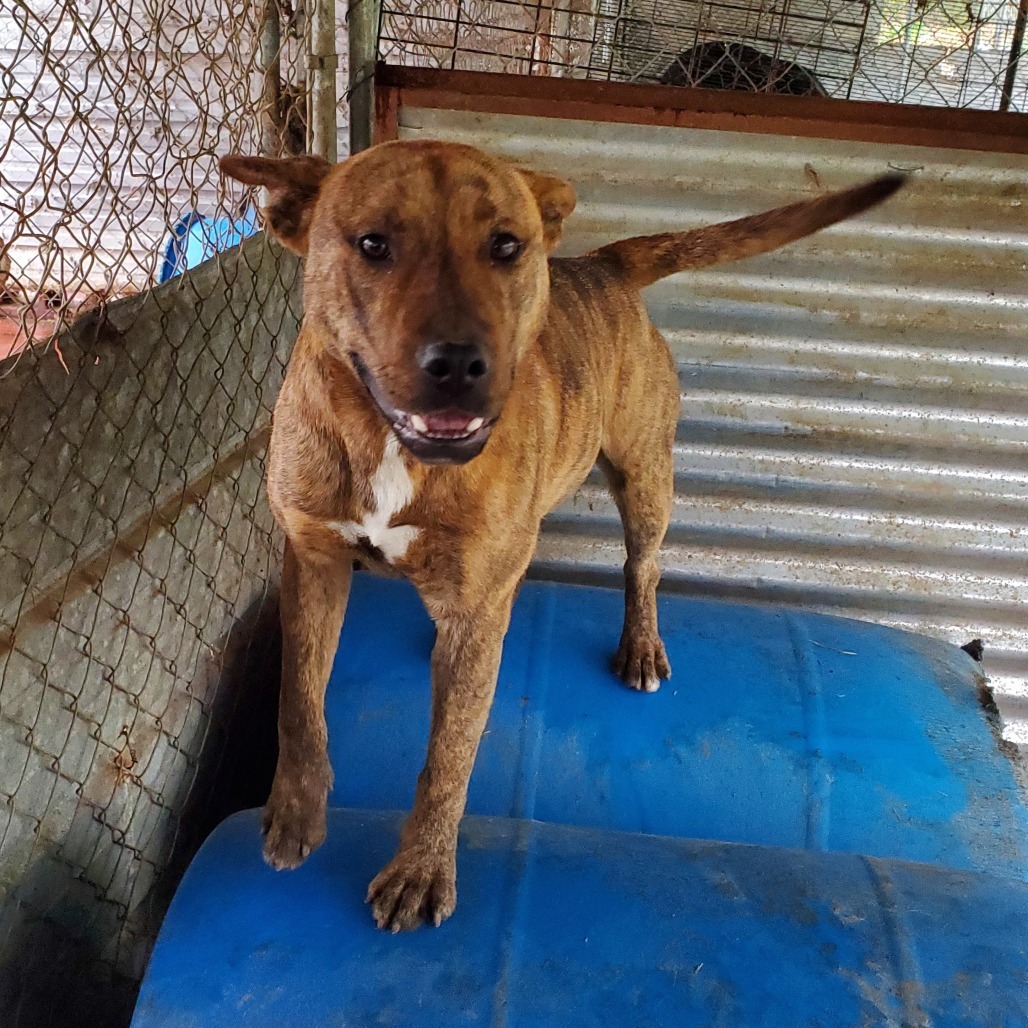 Lucas, an adoptable Mixed Breed in Boaz, AL, 35957 | Photo Image 1