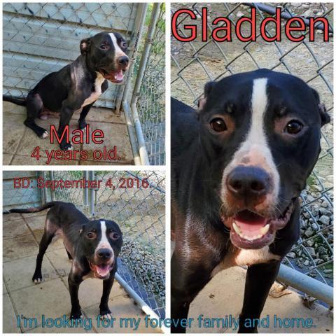 Gladden, an adoptable Mixed Breed in Boaz, AL, 35957 | Photo Image 1