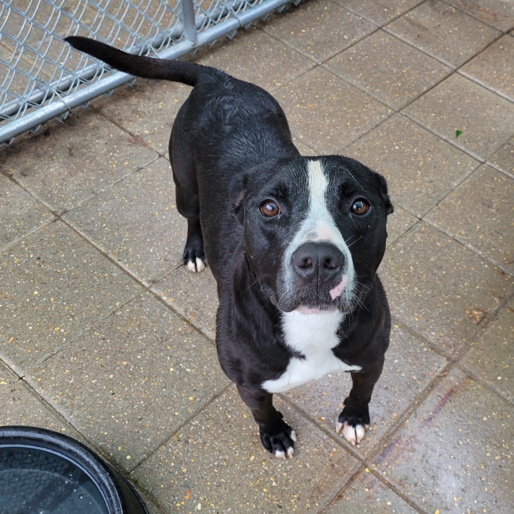 Gladden, an adoptable Mixed Breed in Boaz, AL, 35957 | Photo Image 1