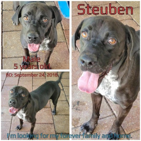 Steuben, an adoptable Mixed Breed in Boaz, AL, 35957 | Photo Image 1