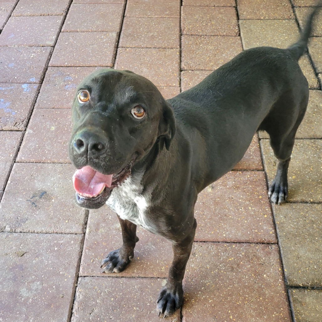 Steuben, an adoptable Mixed Breed in Boaz, AL, 35957 | Photo Image 1