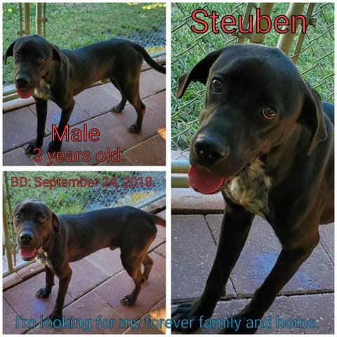 Steuben, an adoptable Mixed Breed in Boaz, AL, 35957 | Photo Image 4