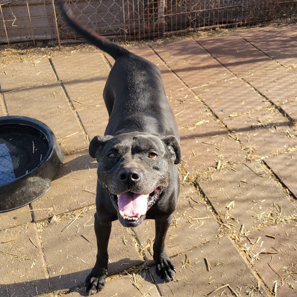 Raff, an adoptable Mixed Breed in Boaz, AL, 35957 | Photo Image 1