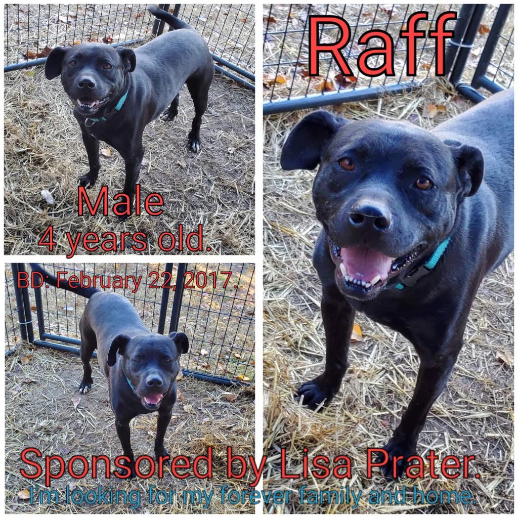 Raff, an adoptable Mixed Breed in Boaz, AL, 35957 | Photo Image 3