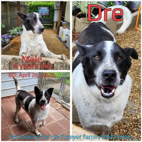 Dre, an adoptable Collie, Mixed Breed in Boaz, AL, 35957 | Photo Image 1
