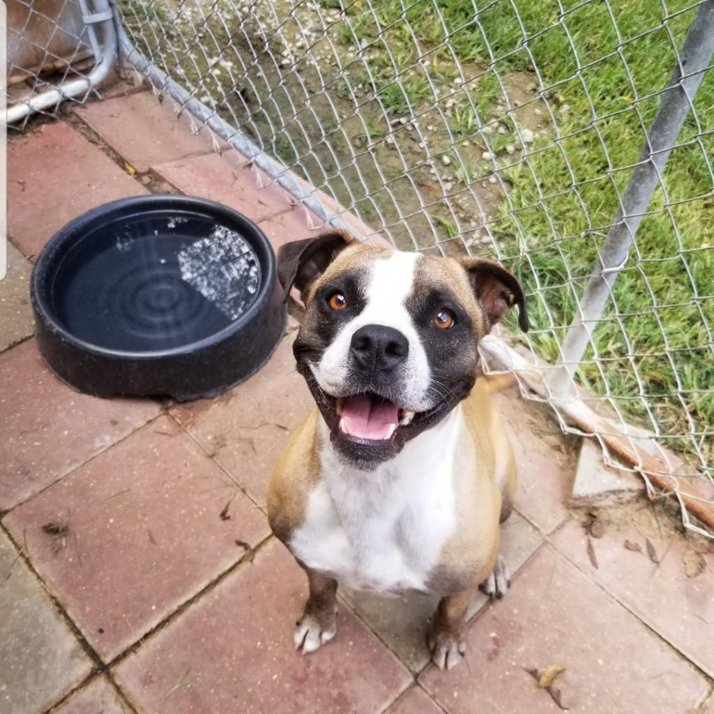 Mitzi, an adoptable American Staffordshire Terrier in Boaz, AL, 35957 | Photo Image 1