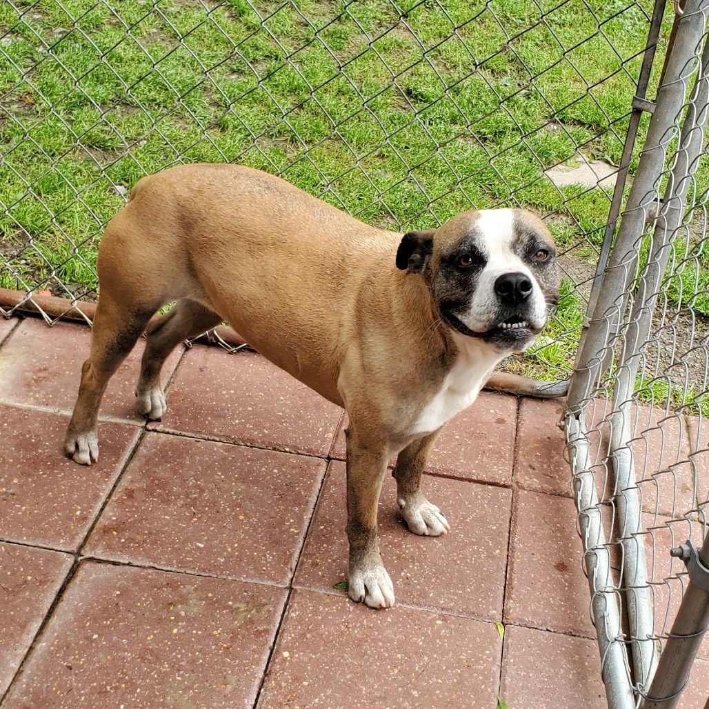 Mitzi, an adoptable American Staffordshire Terrier in Boaz, AL, 35957 | Photo Image 1