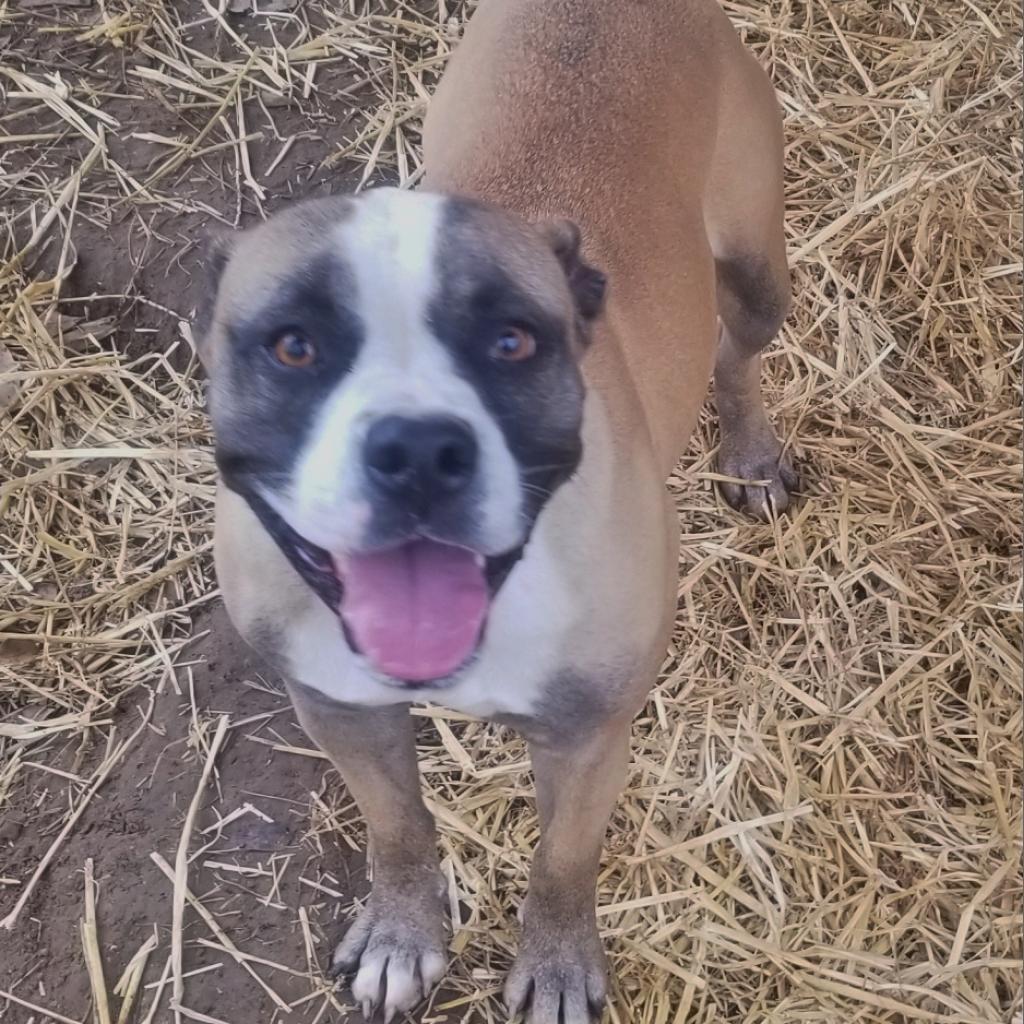 Mitzi, an adoptable Mixed Breed in Boaz, AL, 35957 | Photo Image 3