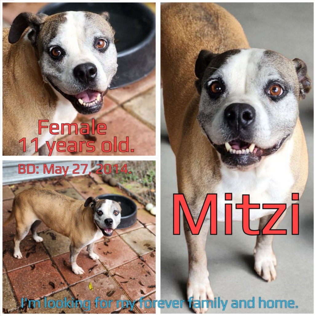 Mitzi, an adoptable Mixed Breed in Boaz, AL, 35957 | Photo Image 5