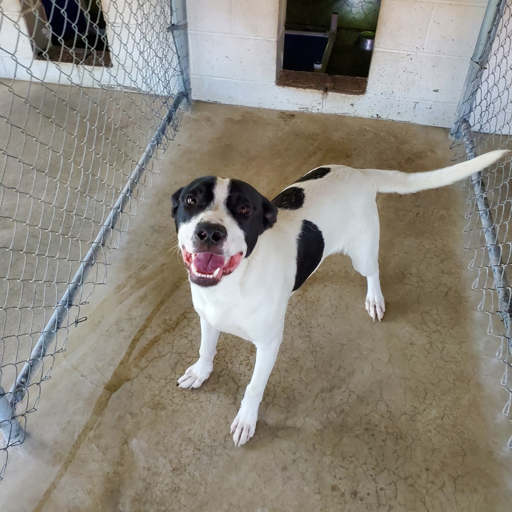Sailor, an adoptable Mixed Breed in Boaz, AL, 35957 | Photo Image 1