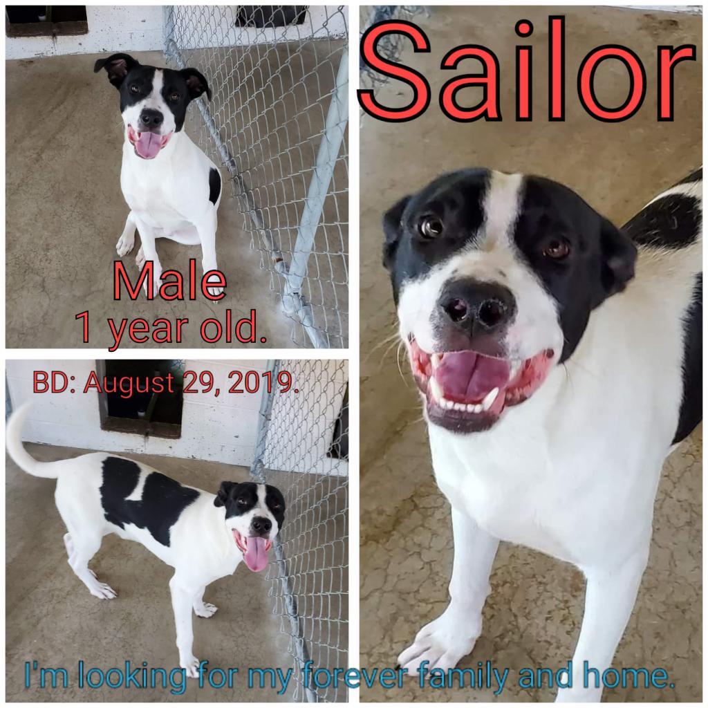 Sailor, an adoptable Mixed Breed in Boaz, AL, 35957 | Photo Image 2