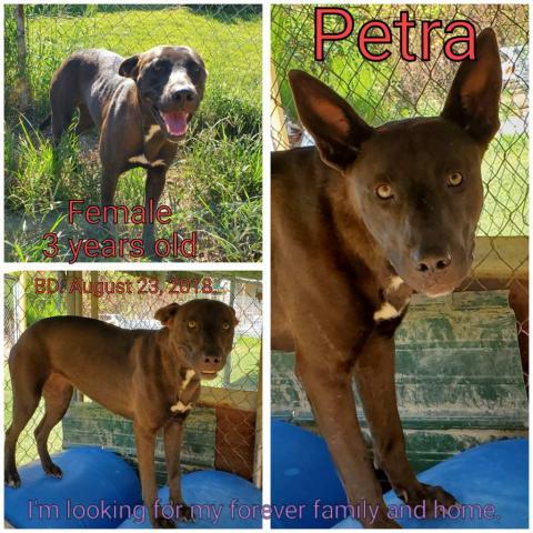 Petra, an adoptable Mixed Breed in Boaz, AL, 35957 | Photo Image 1