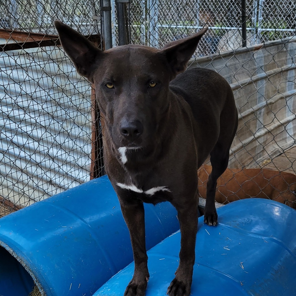Petra, an adoptable Mixed Breed in Boaz, AL, 35957 | Photo Image 1