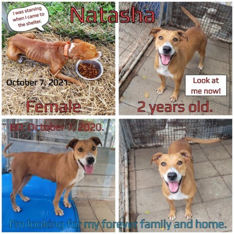 Natasha, an adoptable Mixed Breed in Boaz, AL, 35957 | Photo Image 1