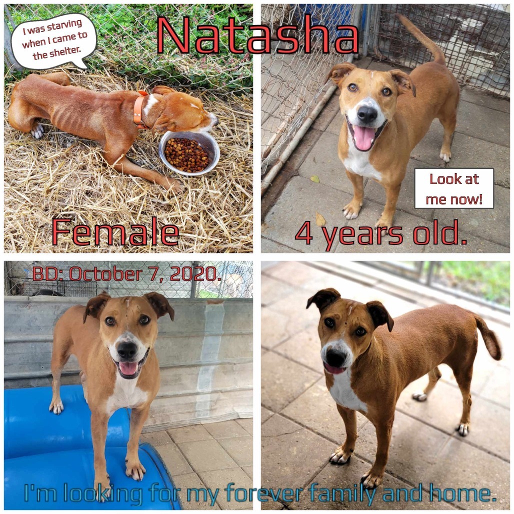 Natasha, an adoptable Mixed Breed in Boaz, AL, 35957 | Photo Image 1