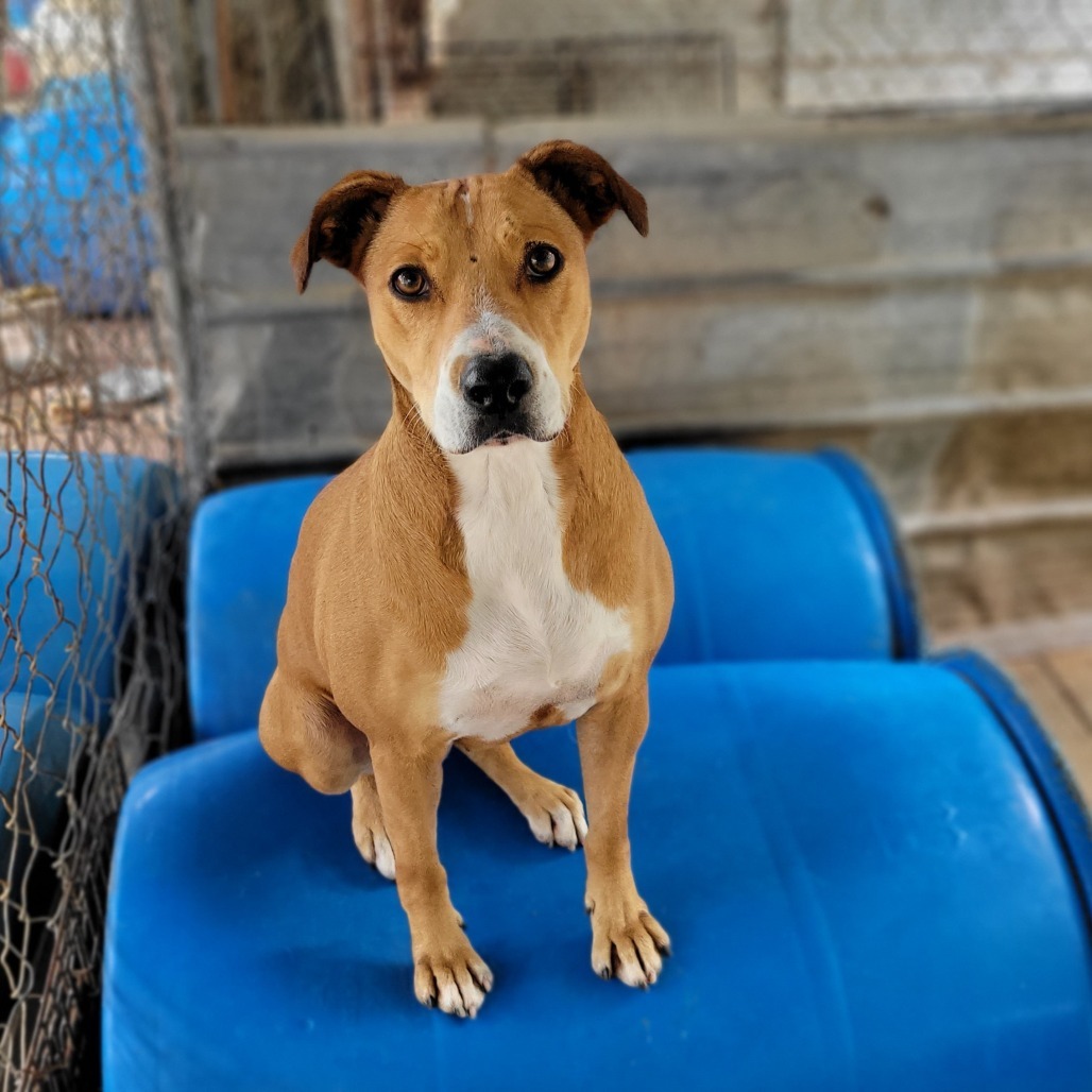 Natasha, an adoptable Mixed Breed in Boaz, AL, 35957 | Photo Image 1