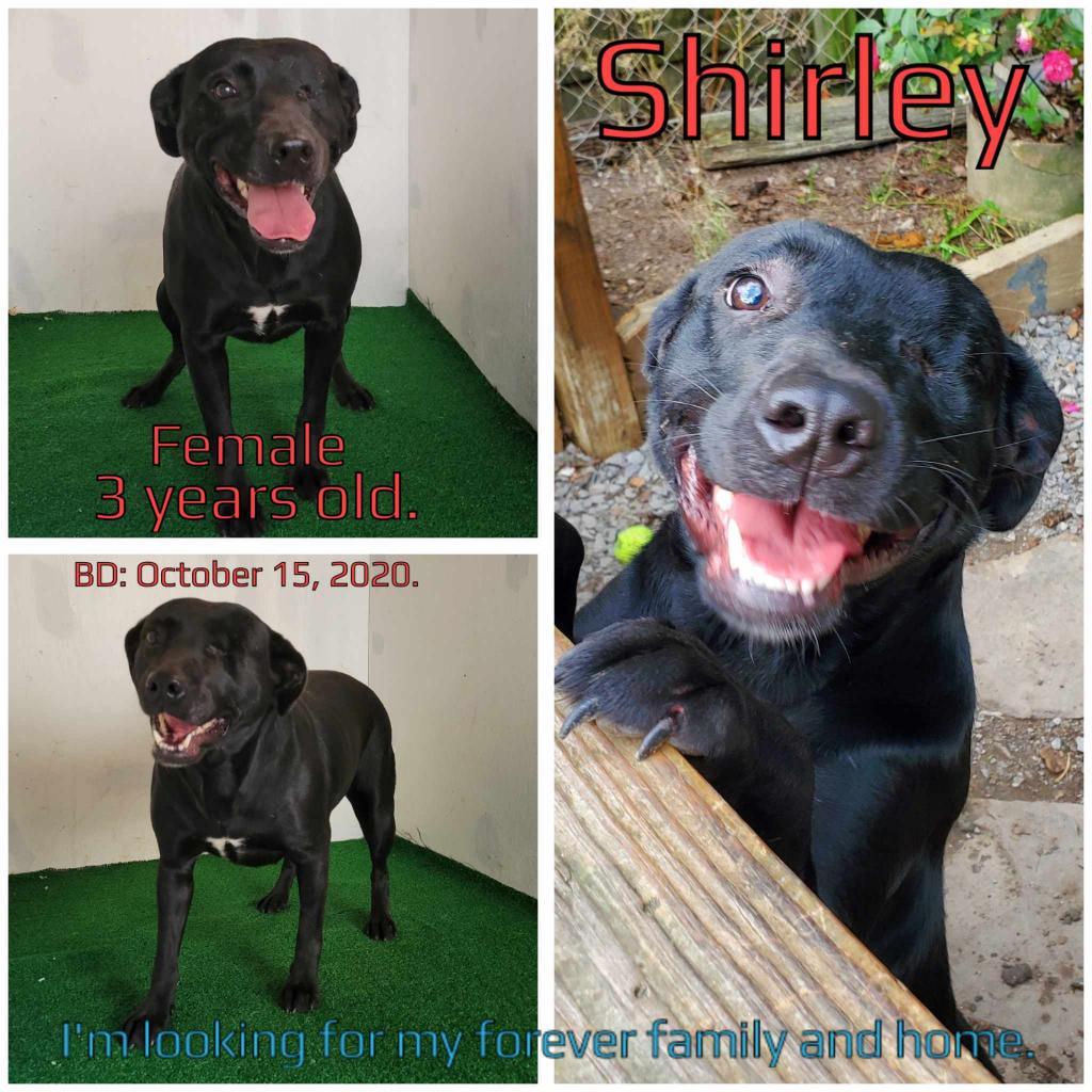 Shirley, an adoptable Mixed Breed in Boaz, AL, 35957 | Photo Image 2