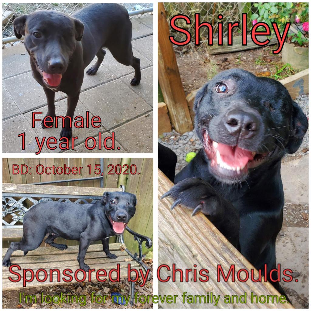 Shirley, an adoptable Mixed Breed in Boaz, AL, 35957 | Photo Image 3