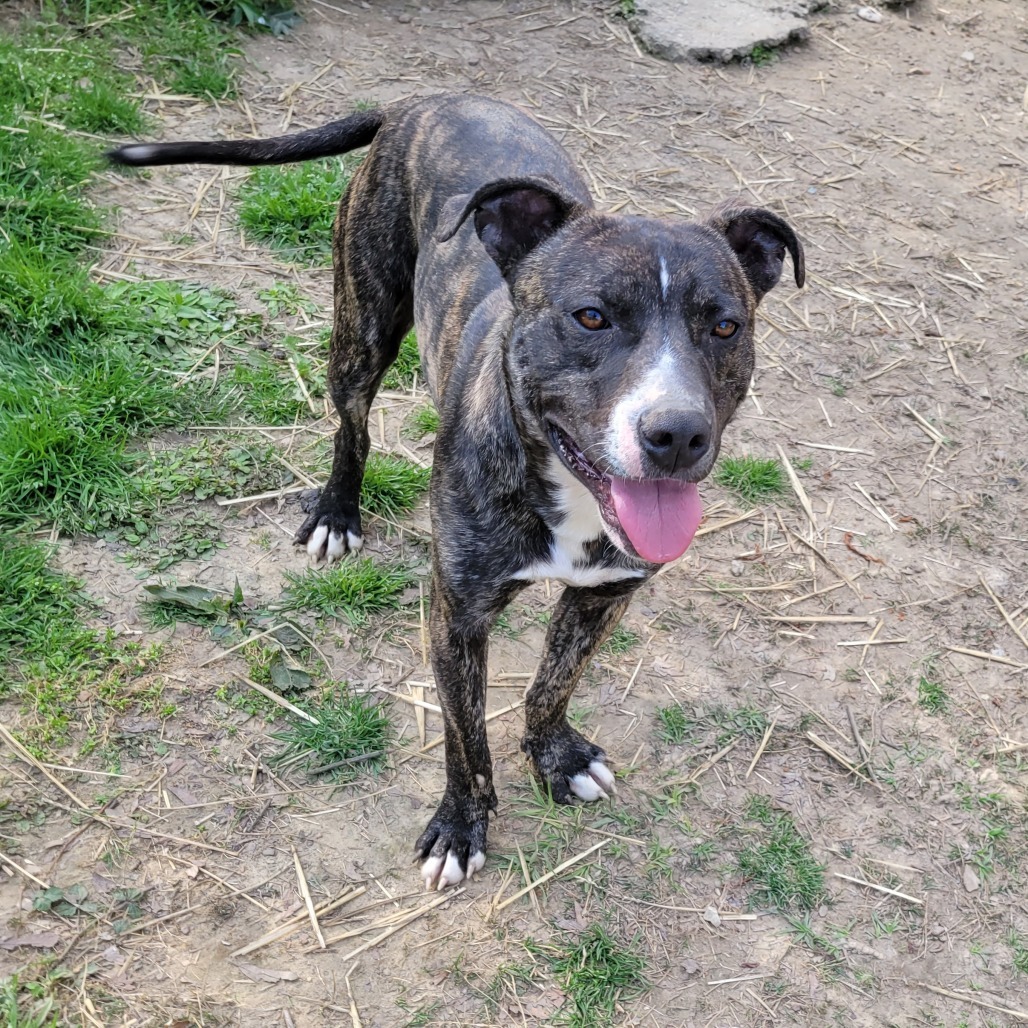 Gaston, an adoptable Mixed Breed in Boaz, AL, 35957 | Photo Image 1