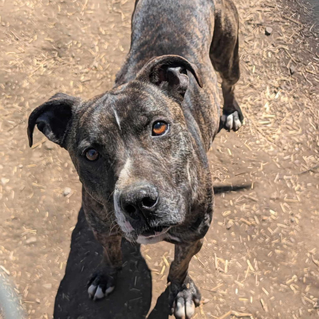 Gaston, an adoptable Mixed Breed in Boaz, AL, 35957 | Photo Image 1