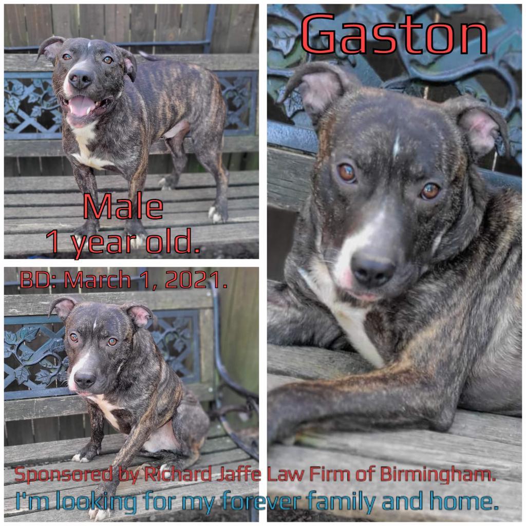 Gaston, an adoptable Mixed Breed in Boaz, AL, 35957 | Photo Image 2