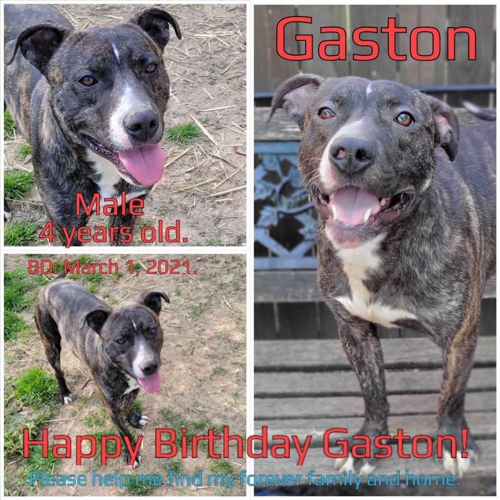 Gaston, an adoptable Mixed Breed in Boaz, AL, 35957 | Photo Image 4