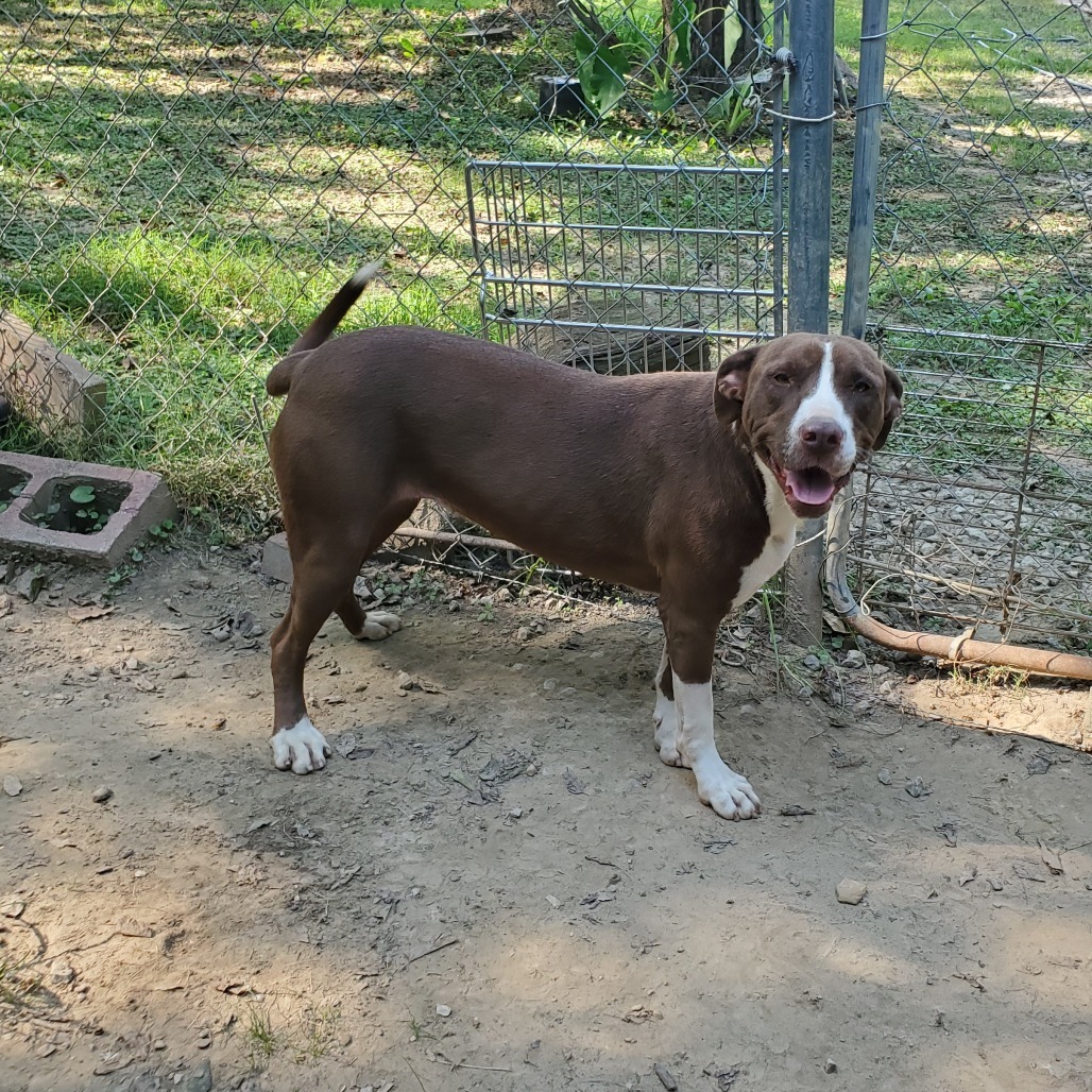 Miley, an adoptable Mixed Breed in Boaz, AL, 35957 | Photo Image 1