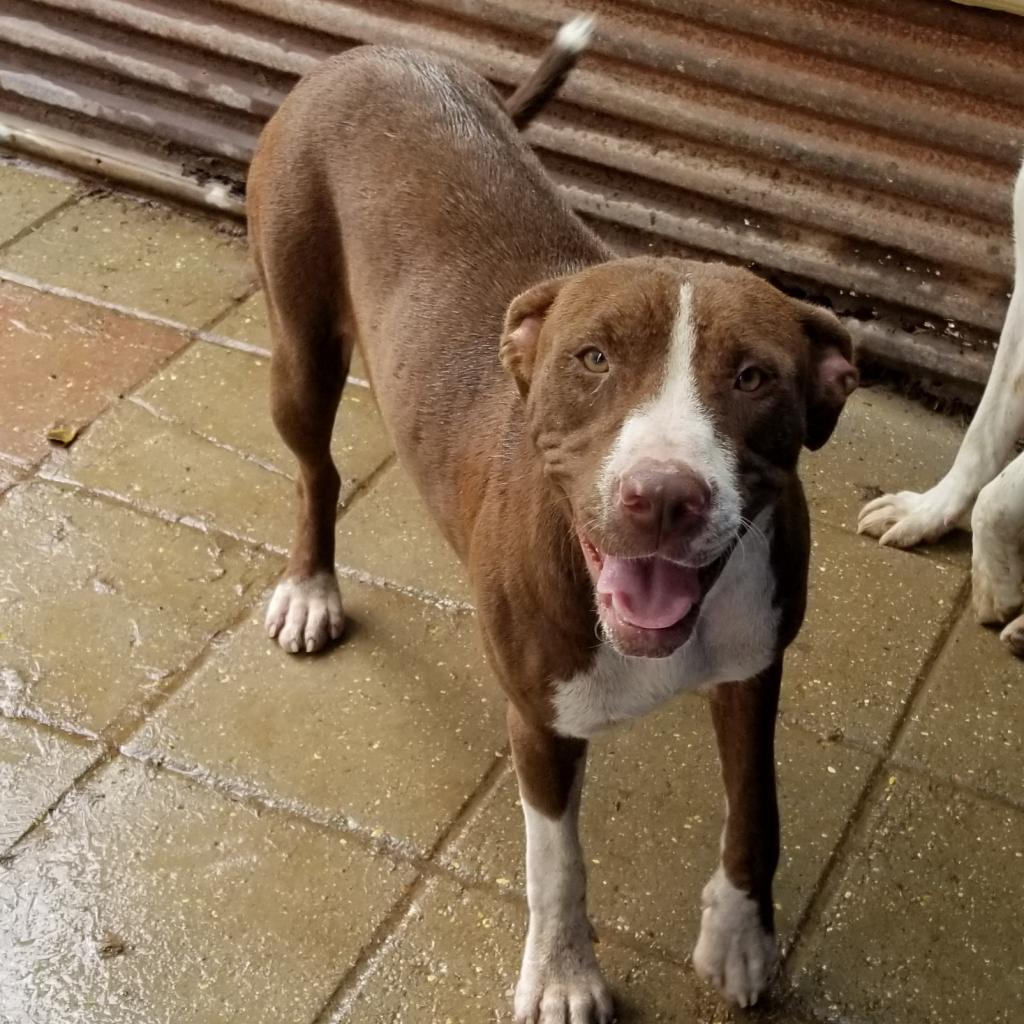 Miley, an adoptable Mixed Breed in Boaz, AL, 35957 | Photo Image 2