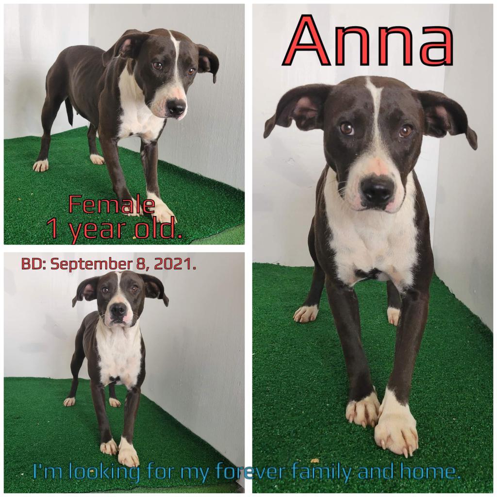 Anna, an adoptable Mixed Breed in Boaz, AL, 35957 | Photo Image 2