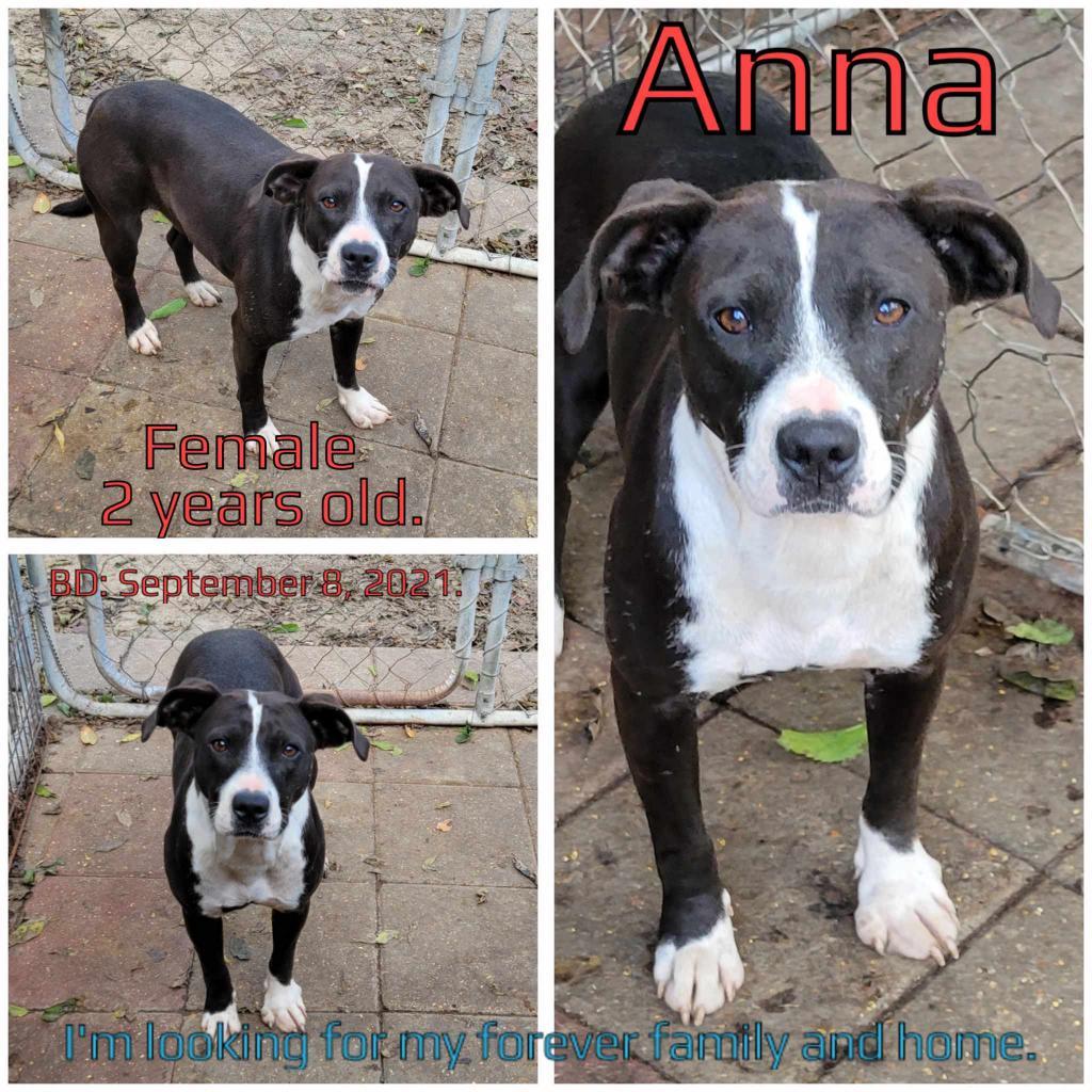 Anna, an adoptable Mixed Breed in Boaz, AL, 35957 | Photo Image 2