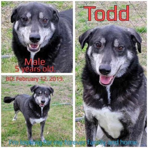 Todd