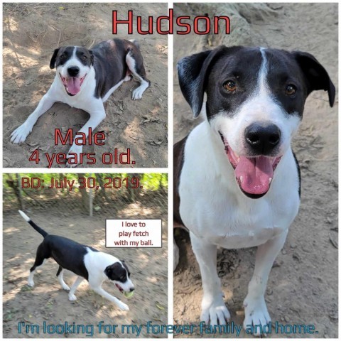 Hudson, an adoptable Mixed Breed in Boaz, AL, 35957 | Photo Image 1