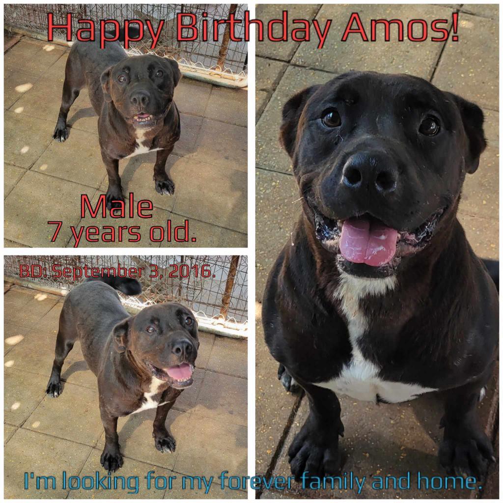 Amos, an adoptable Mixed Breed in Boaz, AL, 35957 | Photo Image 2