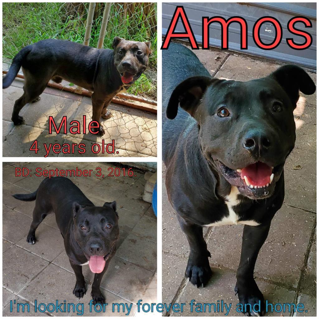 Amos, an adoptable Mixed Breed in Boaz, AL, 35957 | Photo Image 3