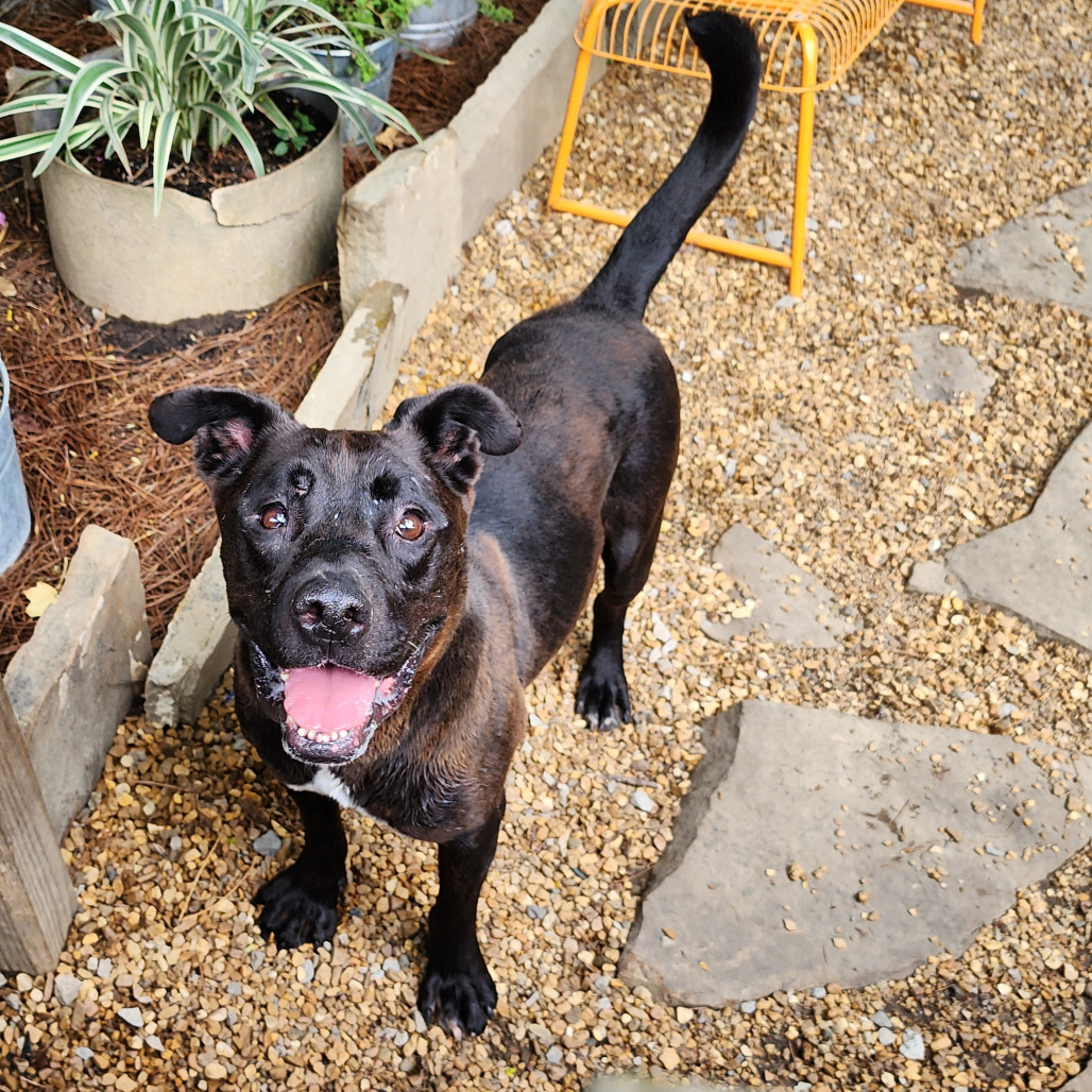 Amos, an adoptable Mixed Breed in Boaz, AL, 35957 | Photo Image 4