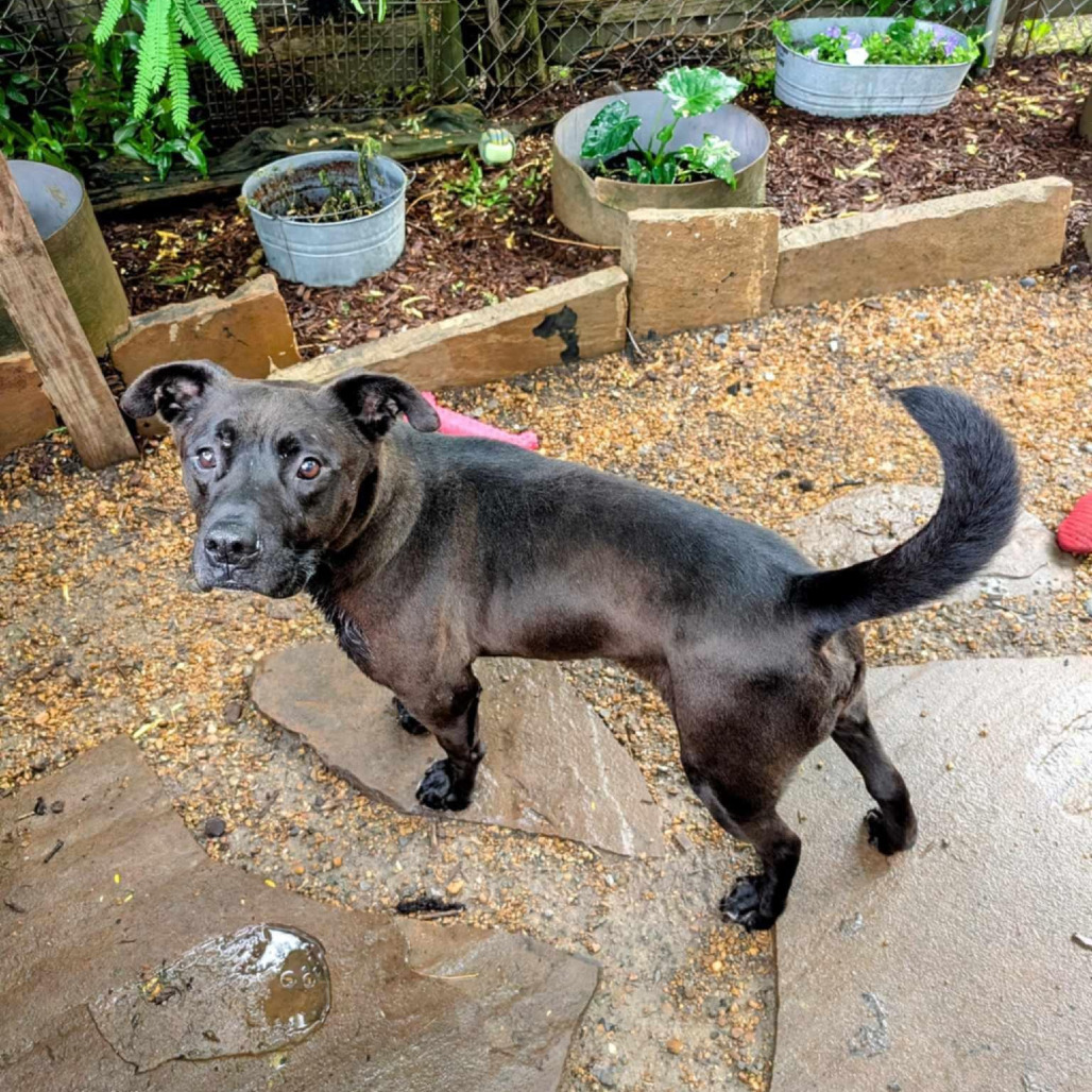 Amos, an adoptable Mixed Breed in Boaz, AL, 35957 | Photo Image 5