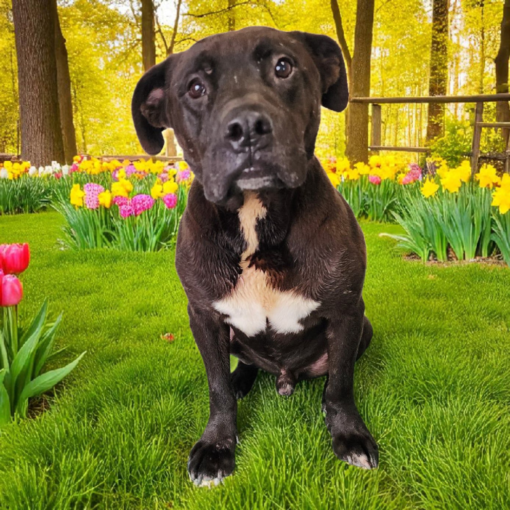 Amos, an adoptable Mixed Breed in Boaz, AL, 35957 | Photo Image 6